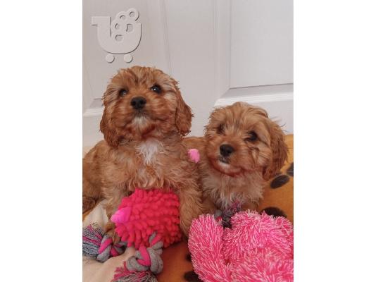 Cavapoo Red